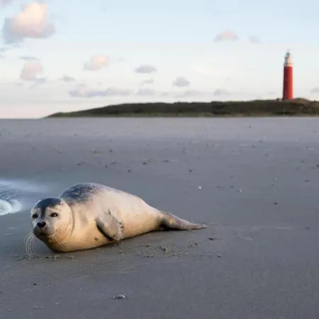 In Friesland Near The Wadden Sea